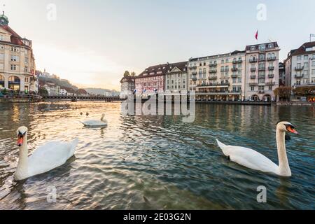 Cigni di fronte alla città vecchia di Lucerna, Svizzera Foto Stock