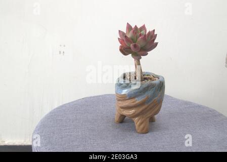 Sedeveria rosa rubino in vaso, un rosso succulente all'interno, pianta di casa Foto Stock