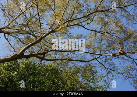 Sifaka agghiacciando in alto nei rami della Riserva Berenty, Madagascar. Foto Stock