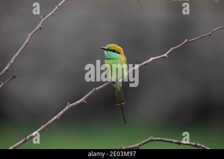 Green Bee Eater seduto su un ramo Foto Stock