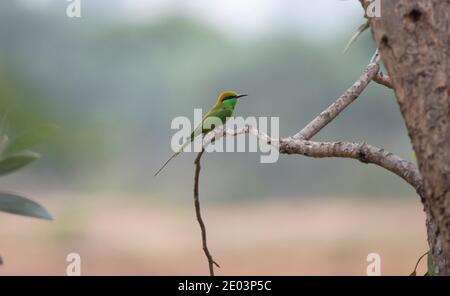 Green Bee Eater seduto su un ramo Foto Stock