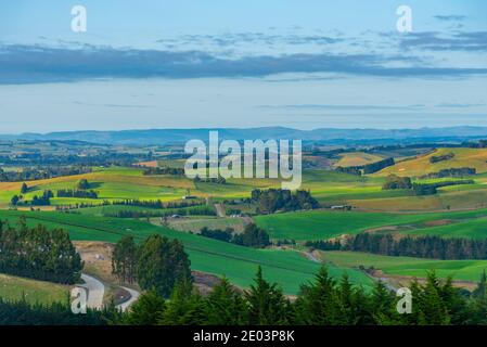 Pascoli verdi in Nuova Zelanda durante l'alba Foto Stock