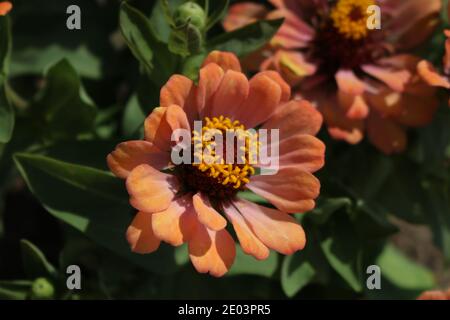 Fiore arancione in fiore, Paphos, Cipro Foto Stock