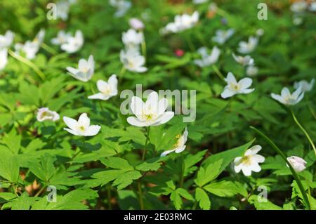 Glade di anemoni con delicati fiori bianchi e foglie verdi nella foresta in una giornata di sole primaverile Foto Stock