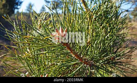 Boccioli di pino su un ramo con lunghi aghi verdi un albero in una giornata di sole primavera Foto Stock