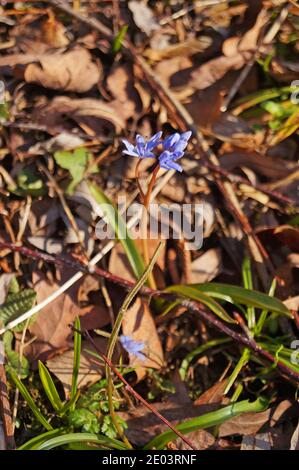 Un filo con delicati petali blu cresce in un prato con foglie secche in una giornata di sole primaverile Foto Stock