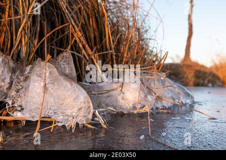 Canne secche sulla riva ghiacciata del lago selvaggio al tramonto con bianco brillante ghiaccio chiaro frizzante. Freddo inverno natura sfondo Foto Stock