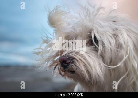 Cane maltese in spiaggia ventosa Foto Stock