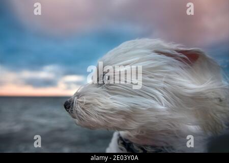 Cane maltese in spiaggia ventosa Foto Stock