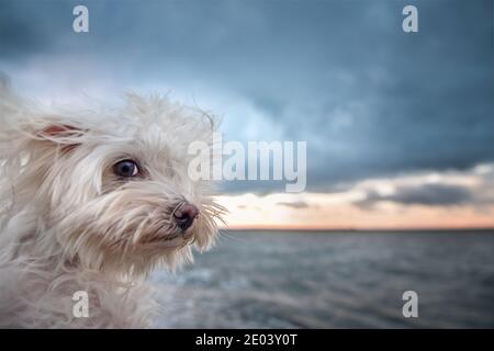 Cane maltese in spiaggia ventosa Foto Stock
