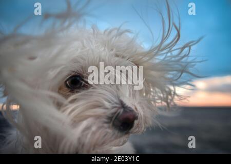 Cane maltese in spiaggia ventosa Foto Stock