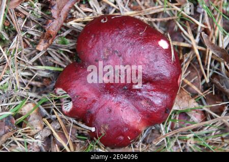 Russula viola nera, brittlegill viola, Russula atropurpurea Foto Stock