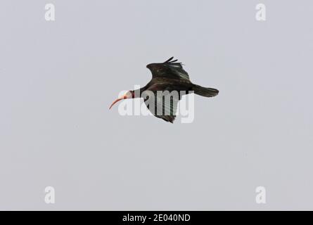 Bald Ibis (Geronticus eremita) adulto in volo Marocco Maggio Foto Stock