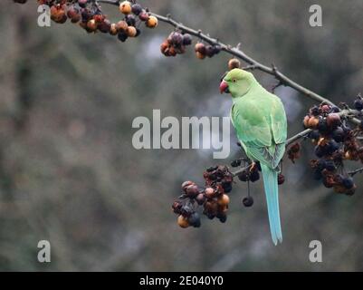 Blu verde parakeet seduta sul ramo di albero di frutta con spazio di copia Foto Stock