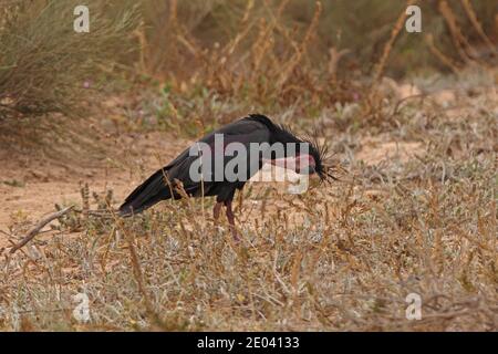 BALD Ibis (Geronticus eremita) adulto che predica il Marocco Maggio Foto Stock