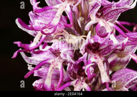 Fiore bianco-viola di Orchis simia, l'orchidea delle scimmie, , in habitat naturale a Creta con ragno bianco, primo piano con sfondo nero Foto Stock
