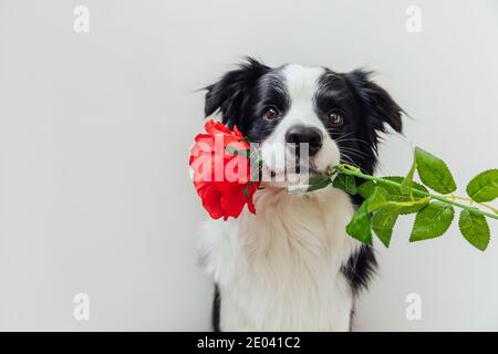 Concetto di San Valentino. Divertente ritratto cute cucciolo cane bordo collie tenendo rosso rosa fiore in bocca isolato su sfondo bianco. Bel cane innamorato il giorno delle valentine dà dono Foto Stock