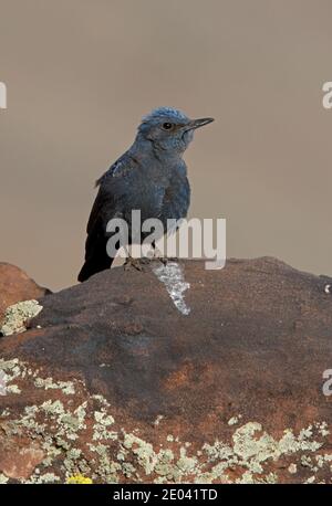 Blue Rock Thrush (Monticola solitarius solitarius) primo maschio estivo arroccato sulle montagne rocciose dell'Atlante, Marocco Aprile Foto Stock