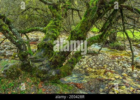 Willows in Val Fondillo. Parco Nazionale Abruzzo Lazio e Molise, Abruzzo, Italia, Europa Foto Stock