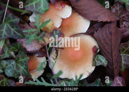 Russet Toughshank fungus, Gymnopus dryophilus Foto Stock