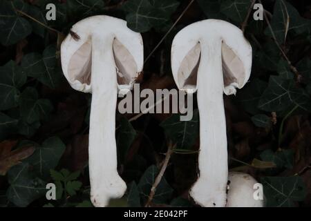 Funghi coloranti gialli, Agaricus xantodermus, disseati Foto Stock