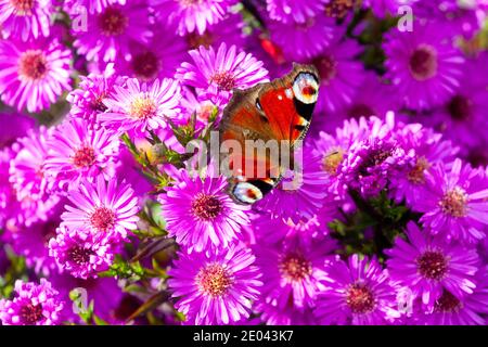 Michaelmas margherite farfalla margherita fiori Giardino Autunno Foto Stock