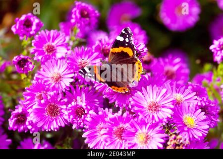 Michaelmas margherite farfalla margherita ammiraglio rosso fiore farfalla Autumn Aster Red Admiral farfalla Autumn Butterfly Autumn Butterfly Succhiare feed insetto su fiore Foto Stock