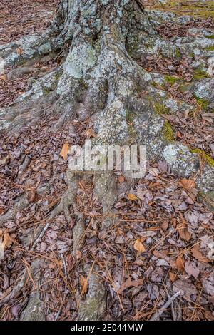 Radici gnarled esposte con lichene che copre l'albero che mostra sopra le foglie cadute e i detriti della foresta si chiocchano su un soleggiato giorno in inverno Foto Stock