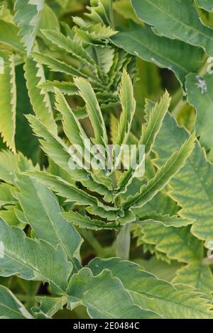 Melianthus foglie maggiori in tarda primavera. Nuova crescita. Foto Stock