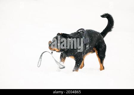 Black Rottweiler Metzgerhund Dog Shaking Head durante la passeggiata invernale nel giorno d'inverno. Il cane è vestito in un vestito speciale di addestramento Foto Stock