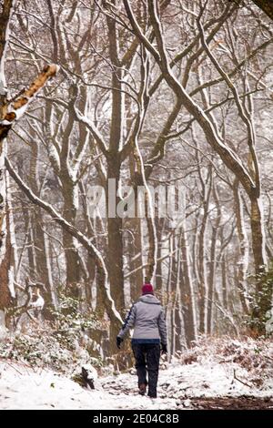 Donna che cammina lungo un sentiero in bosco innevato Inverno su Bosley Cloud vicino a Congleton Cheshire Inghilterra UK Foto Stock