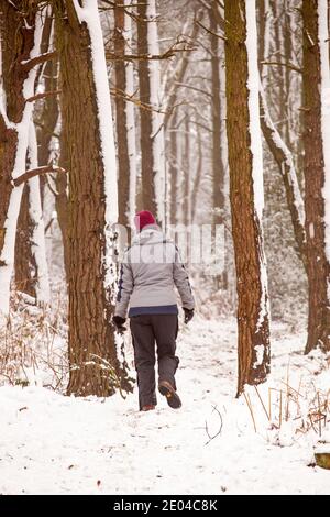 Donna che cammina lungo un sentiero in bosco innevato Inverno su Bosley Cloud vicino a Congleton Cheshire Inghilterra UK Foto Stock