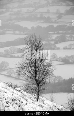 Albero singolo che cresce sulla collina sopra la pianura di Cheshire Su Bosley Cloud vicino a Congleton Cheshire Inghilterra nella neve durante l'inverno Foto Stock