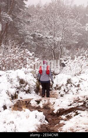 Donna che cammina lungo un sentiero in bosco innevato Inverno su Bosley Cloud vicino a Congleton Cheshire Inghilterra UK Foto Stock