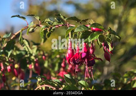 Bella rosa Fuchsia magellanica Riccartonii fiori autunnali a forma di campana su sfondo verde sfocato. Spazio di copia. Fiori selvatici. Dublino, Irlanda Foto Stock