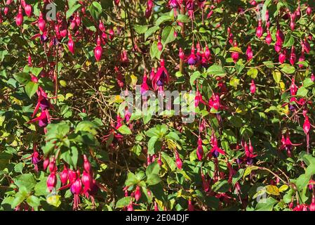 Bella rosa Fuchsia magellanica Riccartonii fiori autunnali a campana con foglie verdi. Fiori selvatici. Dublino, Irlanda Foto Stock