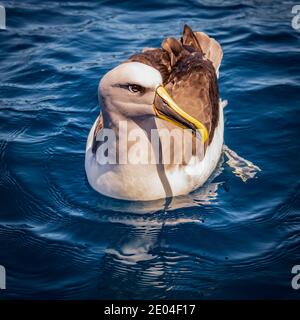 Primo piano di Salvin's albatross al largo di Chatham Island Foto Stock