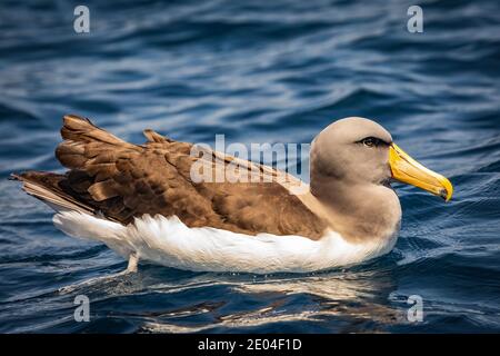 Ritratto di un albatross dell'isola di Chatham Foto Stock