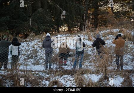 Ottawa, Canada. 29 dicembre 2020. Con la provincia dell'Ontario completamente chiusa a causa della pandemia del Covid 19, la gente del posto si rivolge ad attività all'aperto non organizzate. Un grande gruppo di fotografi si riuniscono intorno a un Barred Owl nel Fletcher Wildlife Garden in un pomeriggio di sole e di grande rischio. L'uccello è stato appeso intorno Fletcher Wildlife Garden nella capitale t Foto Stock