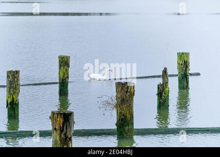 Mute Swan, Fraser River, Steveston, British Columbia, Canada Foto Stock