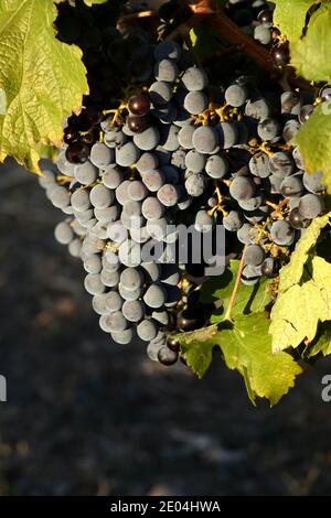 Il Cabernet Sauvignon è una delle varietà di uve rosse più conosciute al mondo. È coltivato in quasi tutti i principali paesi produttori di vino Foto Stock