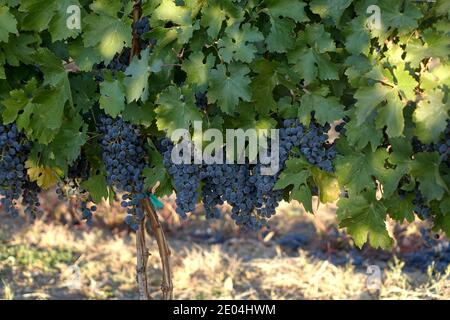 Il Cabernet Sauvignon è una delle varietà di uve rosse più conosciute al mondo. È coltivato in quasi tutti i principali paesi produttori di vino Foto Stock