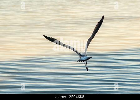 Un gabbiano vola verso l'Oceano Atlantico al parco della contea di Anne's Beach nel Flroida Keys. Foto Stock