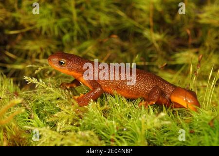 Closeup di un subadulto nord ruvido pelato newt , Taricha granulosa su muschio verde Foto Stock