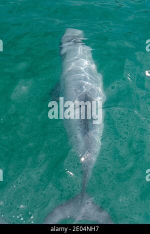 Delfino Hector nella penisola di Banks in Nuova Zelanda Foto Stock