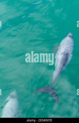 Delfino Hector nella penisola di Banks in Nuova Zelanda Foto Stock