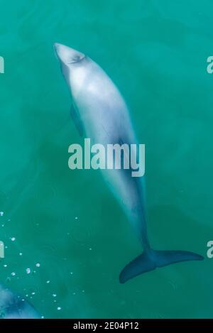 Delfino Hector nella penisola di Banks in Nuova Zelanda Foto Stock