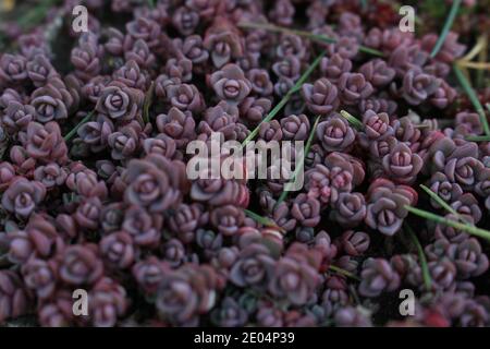 Piccolo piccolo Purple Succulents modello sfondo bella natura decor Foto Stock