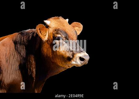 giovane toro isolato su sfondo nero, simbolo dell'anno 2021 Foto Stock