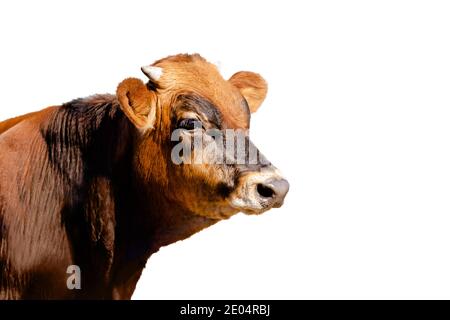 giovane gby isolato su sfondo bianco, simbolo dell'anno 2021 Foto Stock